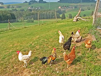 Glückliche Hühner mit viel Auslauf